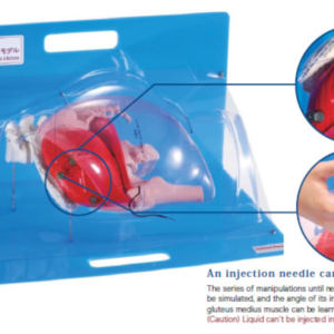 M152-2 - Simulateur d'injection intramusculaire glutéal 3D