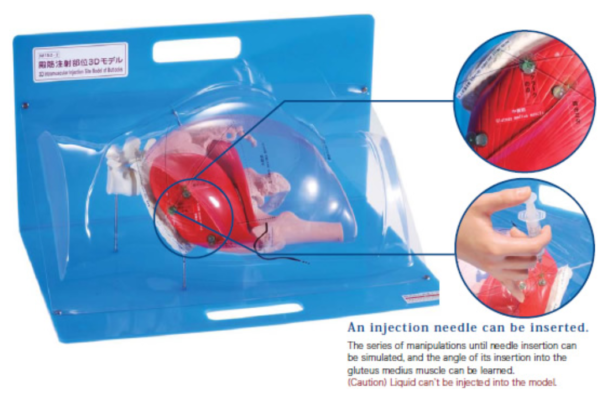 M152-2 - Simulateur d'injection intramusculaire glutéal 3D